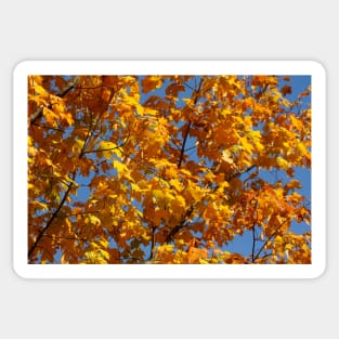 Maple (Acer ), golden yellow autumn leaves hanging from a tree, Germany Sticker